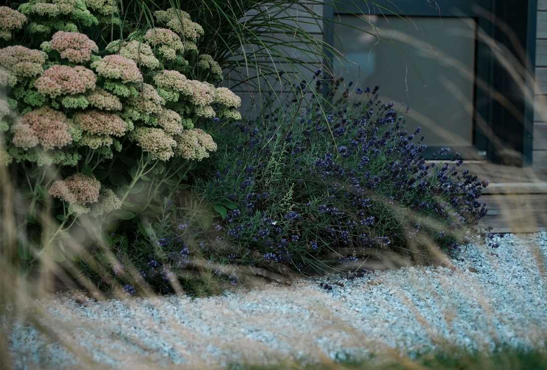 Végétalisation autour du jardin d'une maison à Amiens