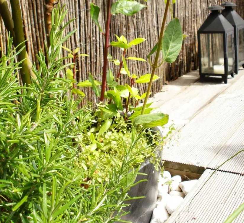 Végétalisation d'un toit-terrasse par un architece paysagiste dans le Nord