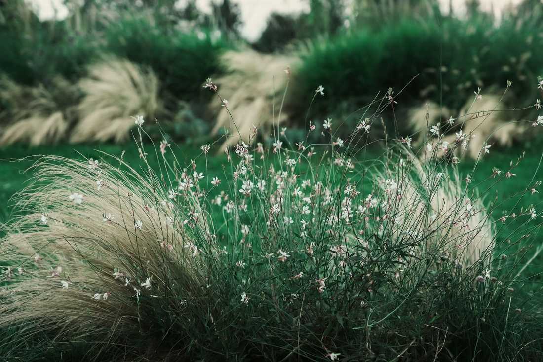 Massif vegetal d'inspiration naturaliste