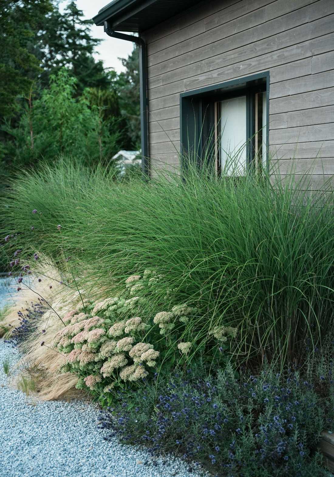 Jardin naturaliste pour une maison à Amiens