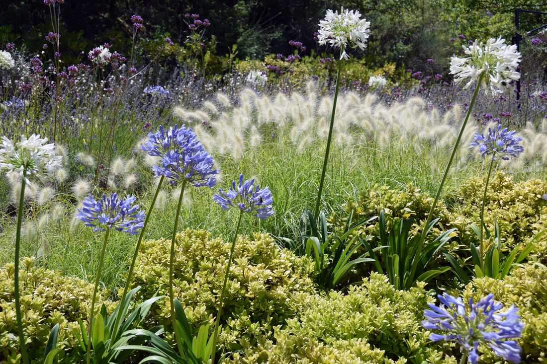 Fleurs et floraisons méditerrannéenes aménaagé par un concepteur paysagiste à Lille